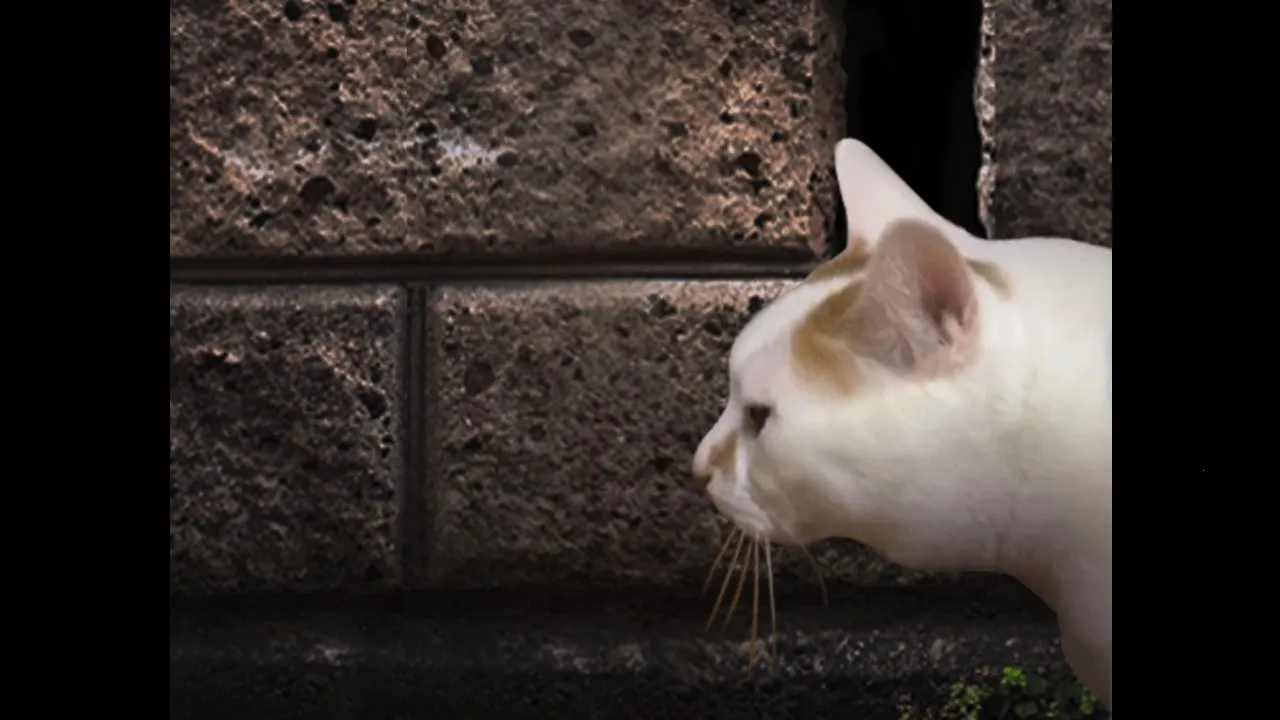 ����è֮����̷(è�����ð����Ϸ)v1.0 ��׿���ͼ