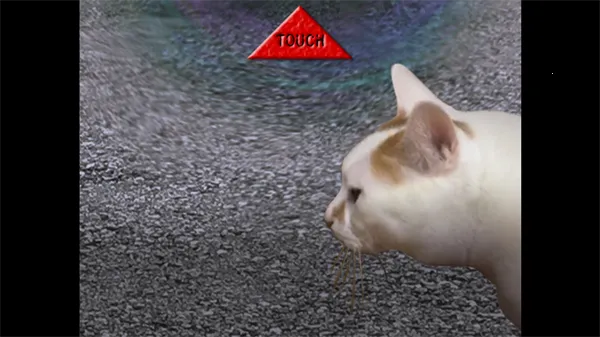 ����è֮����̷(è�����ð����Ϸ)