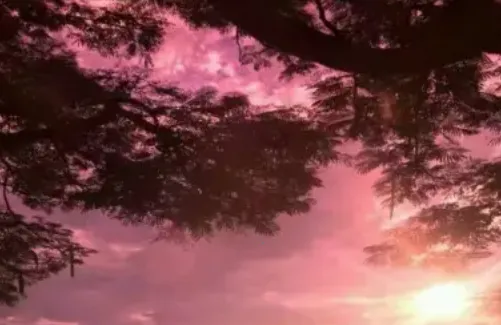 ���Ž�Ƭ�����׿���ֻ���