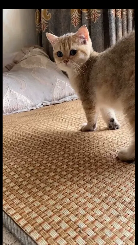 ��ֻ����v5.0.0 �ٷ������ͼ