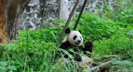 �����߷�����׿���ֻ���