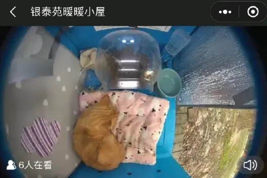 街猫最新手机版 街猫最新手机版