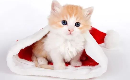 街猫最新手机版 街猫最新手机版