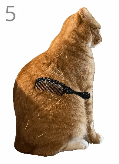 给猫梳毛2026官方最新版本 给猫梳毛2026官方最新版本